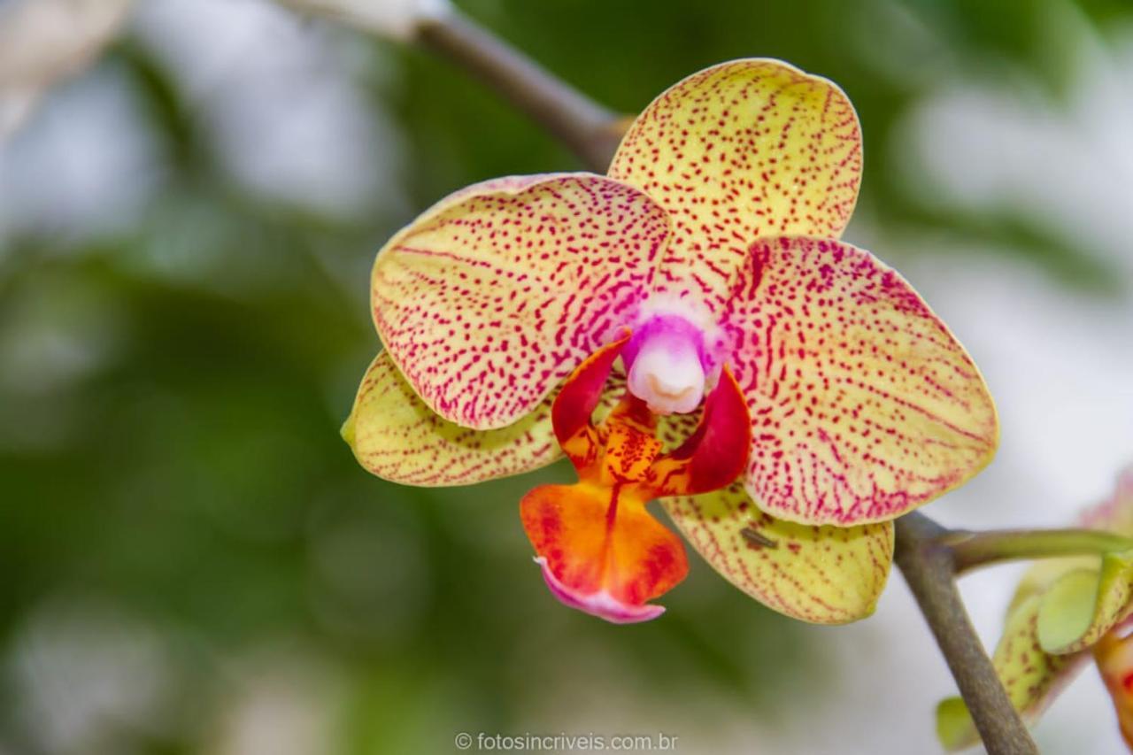 Pousada Natureza Divina Araquari Exteriér fotografie