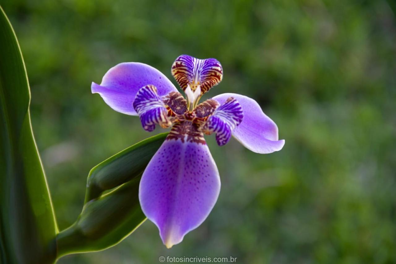 Pousada Natureza Divina Araquari Exteriér fotografie