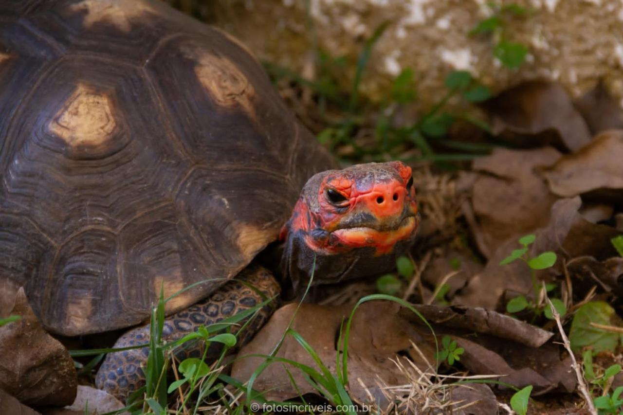 Pousada Natureza Divina Araquari Exteriér fotografie