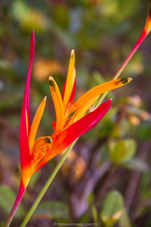 Pousada Natureza Divina Araquari Exteriér fotografie